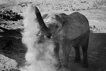 Bain de poussière d'éléphant en noir et blanc sur Studio Seeker
