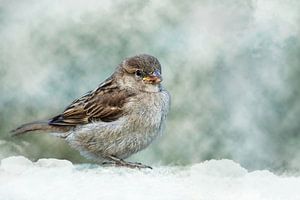 Moineau