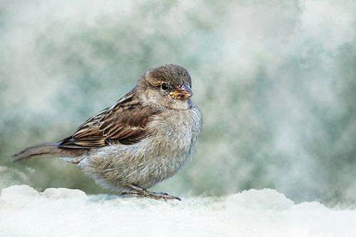 Sparrow by Jeannette Penris
