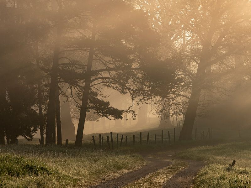 Morgennebel im Zauberwald von Anselm Ziegler Photography