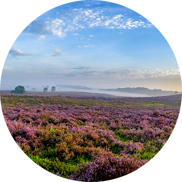 Bloeiende heide tijdens zonsopgang op de Veluwe
