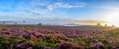 Bloeiende heide tijdens zonsopgang op de Veluwe