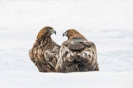 Aigle royal, Aquila chrysaetos. Oiseau de proie