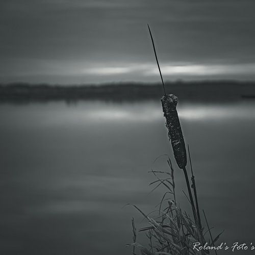 innige deelneming @ t Roegwold