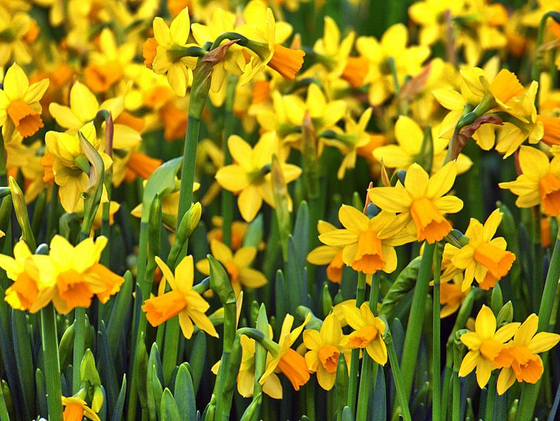 Printemps 3 par Edgar Schermaul