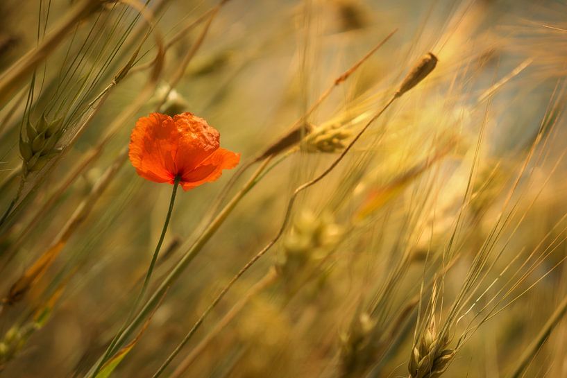 Poppy Art par Martin Podt