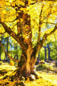 Maple Tree in Autumn by Coen Weesjes