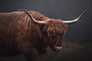 Portrait of a Scottish highlander with long horns | photography | mood by Laura Dijkslag