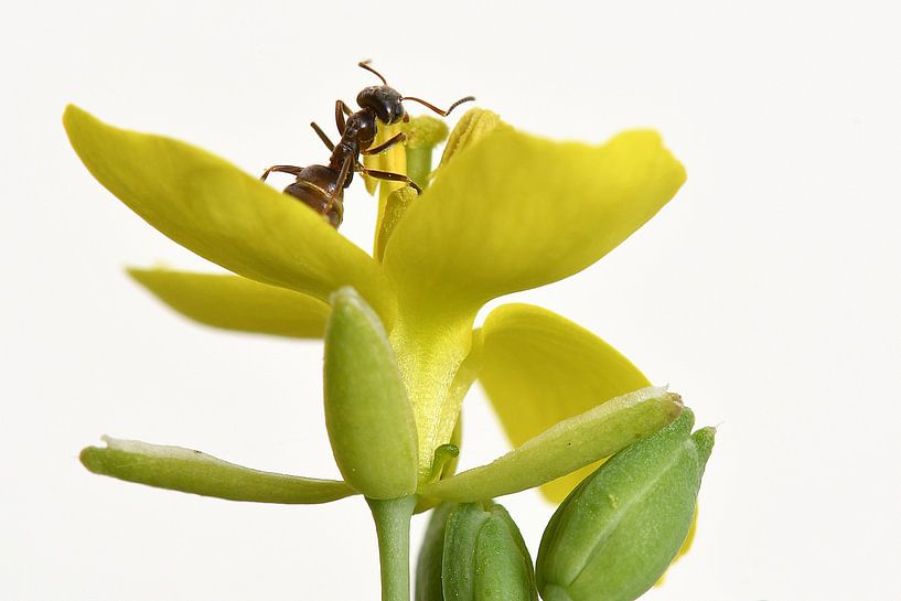 Ant on yellow flower by appie bonis