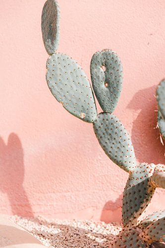 Cactus tegen roze muur - reisfotografie