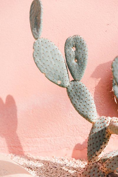Kaktus gegen rosa Wand - Reisefotografie von Robin Polderman