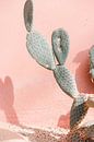 Kaktus gegen rosa Wand - Reisefotografie von Robin Polderman Miniaturansicht