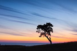 Kiefer Haväng von Sven-Erik Arndt