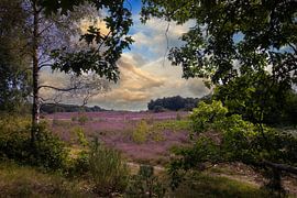 Blühendes Heidekraut im schönen Friesland. von Brian Morgan