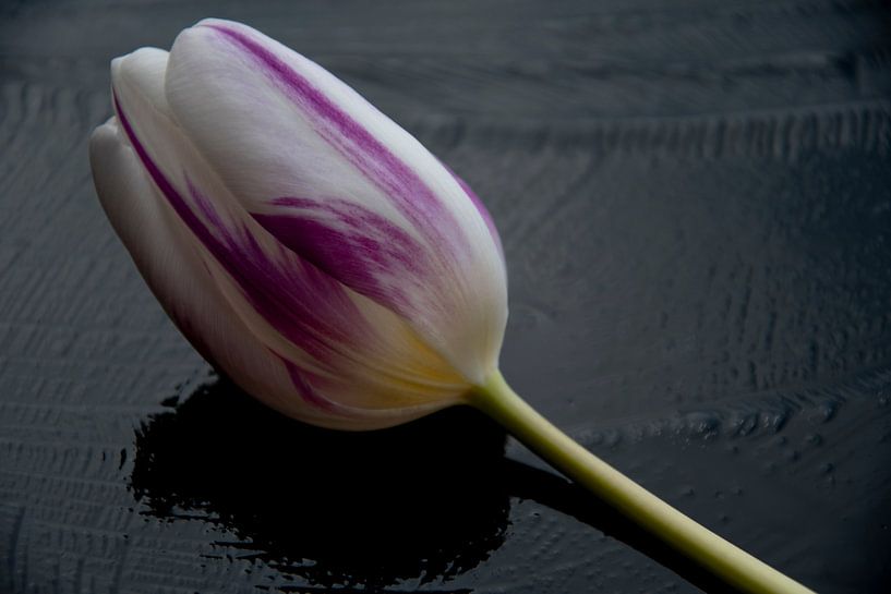 Color nuances on black close up photo by Jolanda de Jong-Jansen