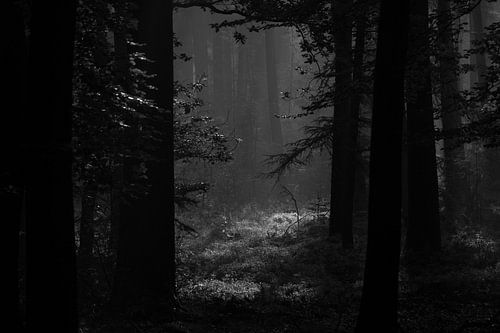 Une clairière dans une forêt sombre en noir et blanc.