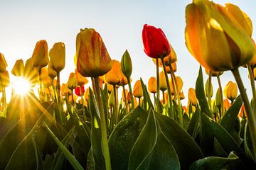 Bollenstreek Nederland Tulpenvelden Zonsondergang van Judith Adriaansen