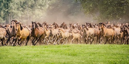 Herde von Dülmener Ponys mit Fohlen rennt