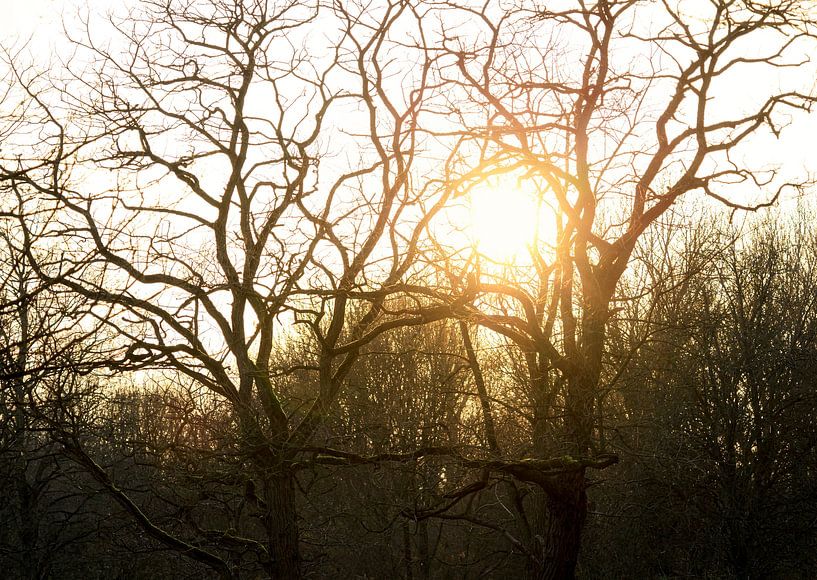 Sunset Stadspark (Groningen - Niederlande) von Marcel Kerdijk