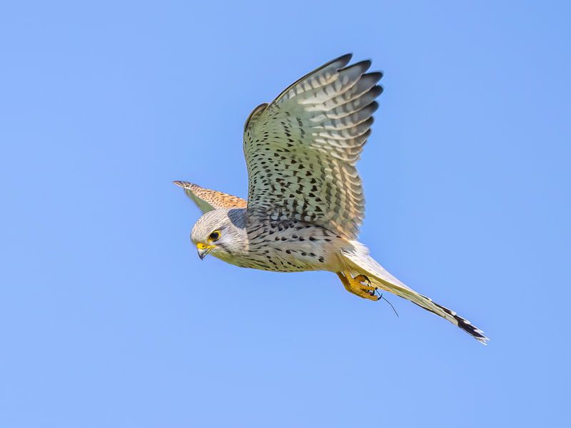 A kestrel in search of prey by Teresa Bauer