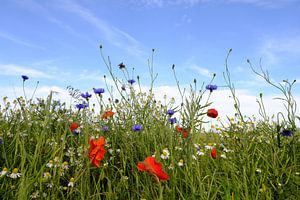 Zomerbloemen