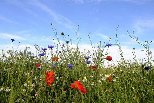 Summer flowers