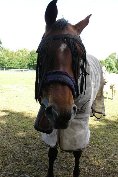 Paard met gekke bek by Rutger Bilk