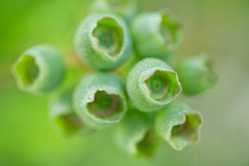 Myrtilles vertes à la rosée du matin