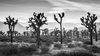 Joshua Tree National Park van Photo Wall Decoration thumbnail