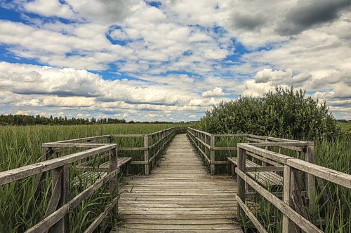 Federseesteg bij Bad Buchau in het natuurreservaat Federseeried