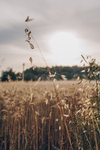 Entre les champs sur NIQ NIQ - Nikeline Vreeke