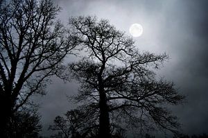 Pleine lune sur le chêne
