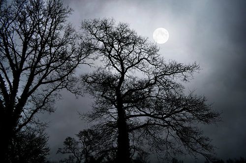 Volle Maan boven Eikenboom