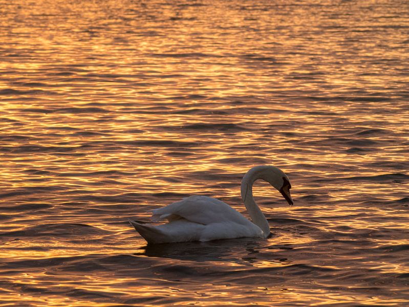 Sunset Swan by Mr White Takes Pictures
