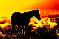 Silhouet van een paard in tegenlicht tijdens zonsondergang van Andrea de Vries thumbnail