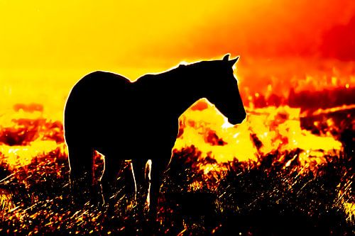 Schattenbild eines Pferds in der Hintergrundbeleuchtung während des Sonnenuntergangs