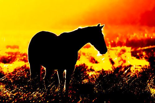 Silhouet van een paard in tegenlicht tijdens zonsondergang