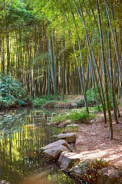 Forêt de bambous chinoise 1 par Anouschka Hendriks