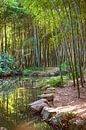 Chinesischer Bambuswald 1 von Anouschka Hendriks Miniaturansicht