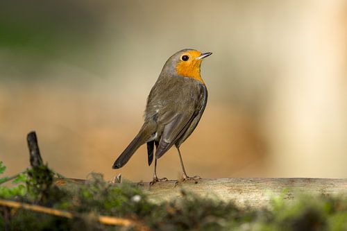 Met de roodborst vooruit