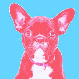 süße Französische Bulldogge lustiger Hund Humor von Poster Art Shop