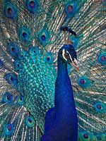 Pauw blauw trots