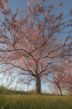 Prunus boom van Moetwil en van Dijk - Fotografie