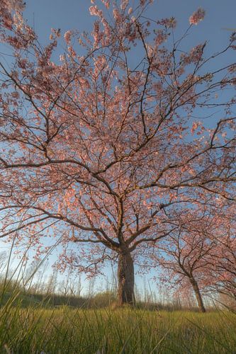 Prunus boom