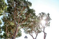 bomen in mallorca