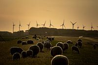 Sheep in the evening