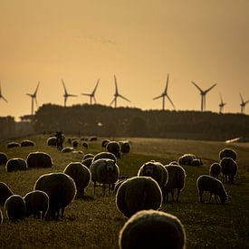 Schafe am Abend von Eppo Karsijns