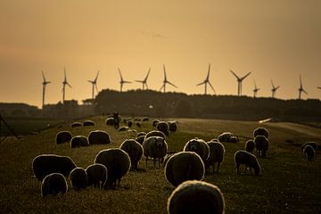 Schafe am Abend von Eppo Karsijns