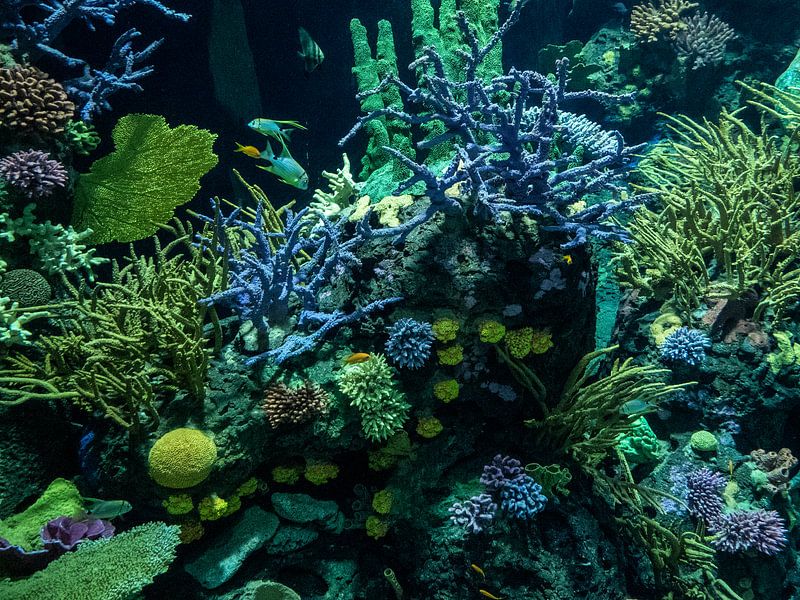 Korallen und Fische im Ozeanium : Zoo Blijdorp von Loek Lobel