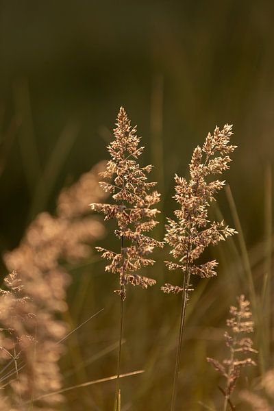Grass stalks in sunlight, in the forest during sunset | rural nature photo by Karijn | Fine art Natuur en Reis Fotografie